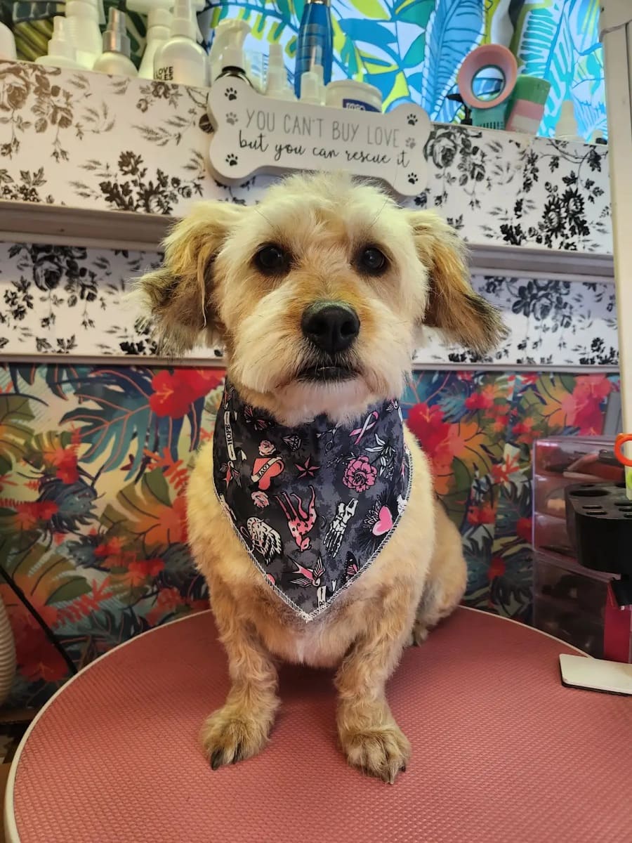 Freshly groomed tan dog wearing a patterned bandana